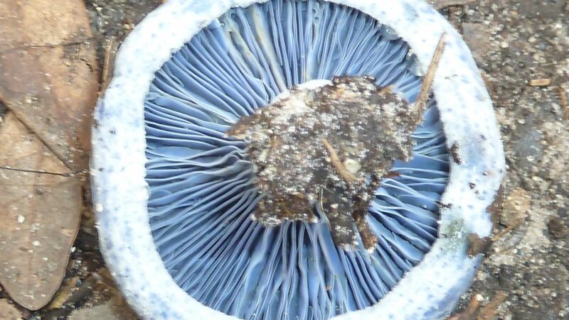 blue meanie mushroom spores
