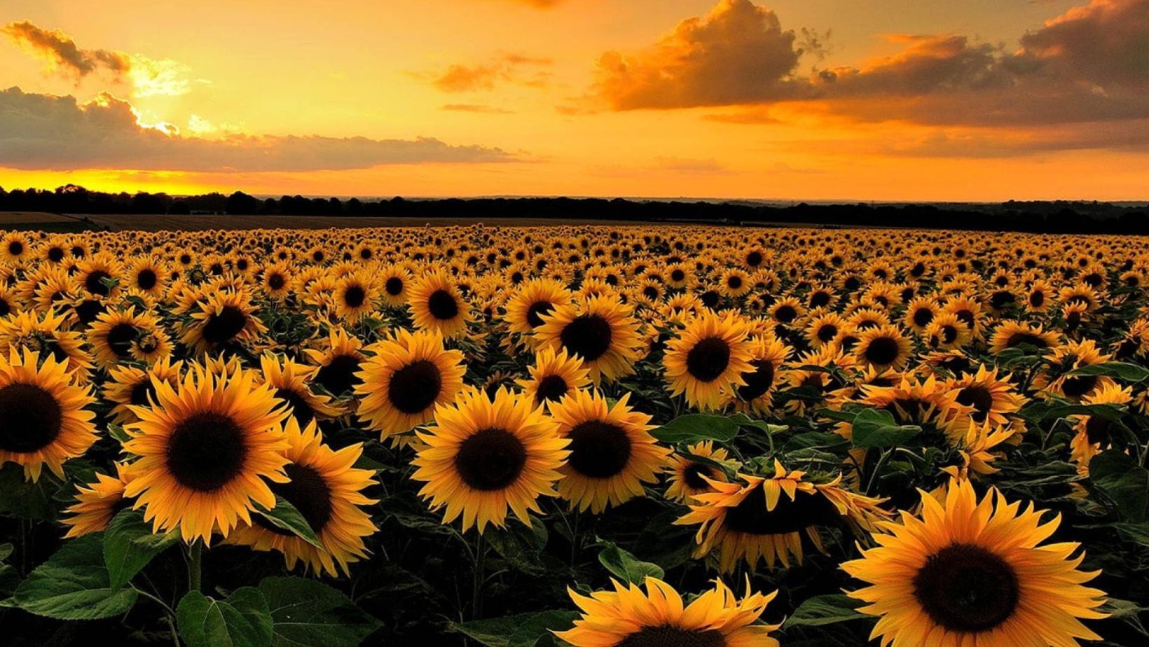 sunflower iphone wallpaper